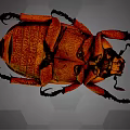 Modern Beetle 3d model