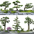 Multiple Arbor Trees In Landscaped Garden With Stone Path And Decorative Plants