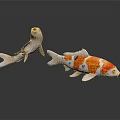 Two Colorful Koi Fish Swimming In White Background With Orange And White Patterns