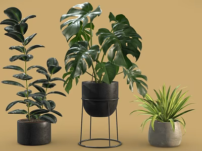 Potted Bonsai Plants with Large Leaves in Black and Gray Pots on Metal Stand 3d model