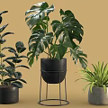 Potted Bonsai Plants with Large Leaves in Black and Gray Pots on Metal Stand
