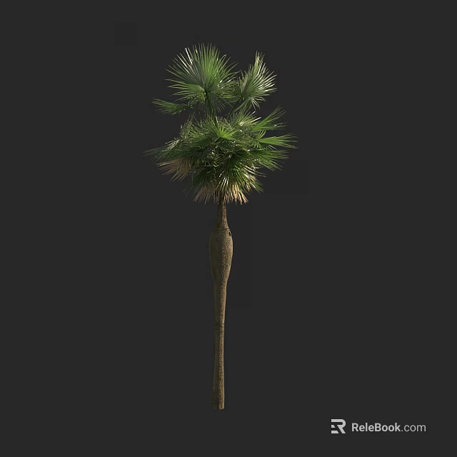 Tall Palm Tree with Slender Trunk and Feathery Green Leaves 3d model 