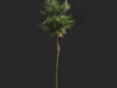 Tall Palm Tree with Slender Trunk and Feathery Green Leaves 3d model