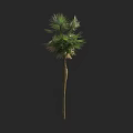 Tall Palm Tree with Slender Trunk and Feathery Green Leaves