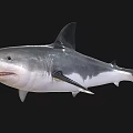 Realistic Large Grey Shark With Open Mouth Sharp Teeth And Dorsal Fin On Black Background