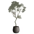 Two Bonsai Trees With Curved Trunks And Lush Foliage In Gray Pots
