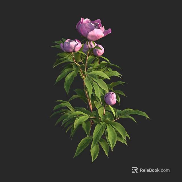 Pink Peony Plant with Blooming Flowers Lush Green Leaves and Fresh Buds 3d model 