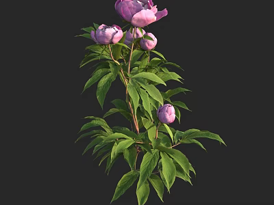 Pink Peony Plant with Blooming Flowers Lush Green Leaves and Fresh Buds 3d model