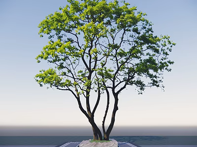 Lush Green Arbor With Multiple Trunks And Fresh Leaves Against Blue Sky 3d model