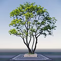 Lush Green Arbor With Multiple Trunks And Fresh Leaves Against Blue Sky