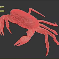 Fresh Crab With Purple Brown Shell And Light Colored Claws On Dark Smooth Surface