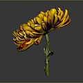 Vibrant Chrysanthemum With Red And Yellow Petals On Dark Background