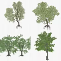 Four Various Types of Arbor Trees with Green Foliage for Landscaping Design