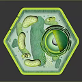 modern cell eukaryotic cell cross section cell structure cell tissue 3d model