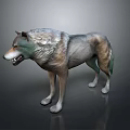 3D Wolf Model Standing Pose With Realistic Fur Texture On Dark Background 3d model