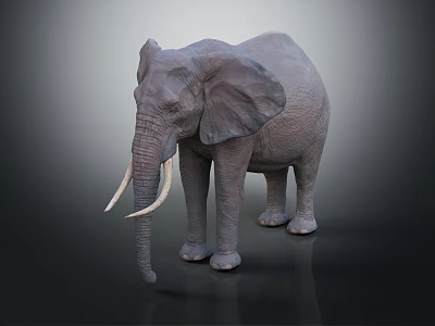 Gray Elephant with Long Ivory Tusks Large Ears Textured Skin Standing on Dark Background 3d model