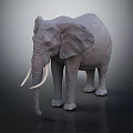 Gray Elephant with Long Ivory Tusks Large Ears Textured Skin Standing on Dark Background