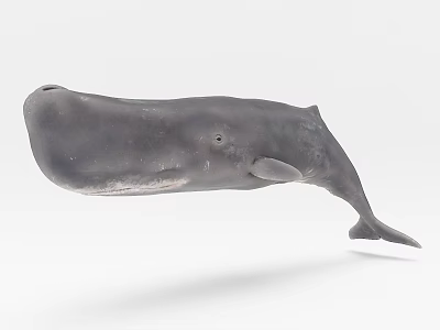 Detailed Gray Whale Aquatic Animal Model in Swimming Pose on White Background 3d model Detailed Gray Whale Aquatic Animal Model in Swimming Pose on White Background 3d model