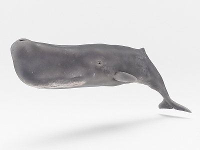 modern whale 3d model