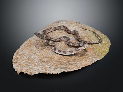Brown and Black Patterned Snake Coiled on Natural Rock Surface 3d model