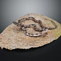 Brown and Black Patterned Snake Coiled on Natural Rock Surface 3d model