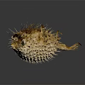 Inflated Spiny Pufferfish In Natural Ocean Habitat With Distinctive Physical Features