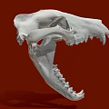 White Animal Skull Model Medical Device for Anatomical Education and Research
