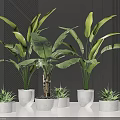 Large Leaf Potted Plants With Small Succulents In White Pots On Black Background Smooth Countertop