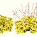 Colorful Shrubs With Yellow And Red Variegated Leaves And Pink Flower Spikes