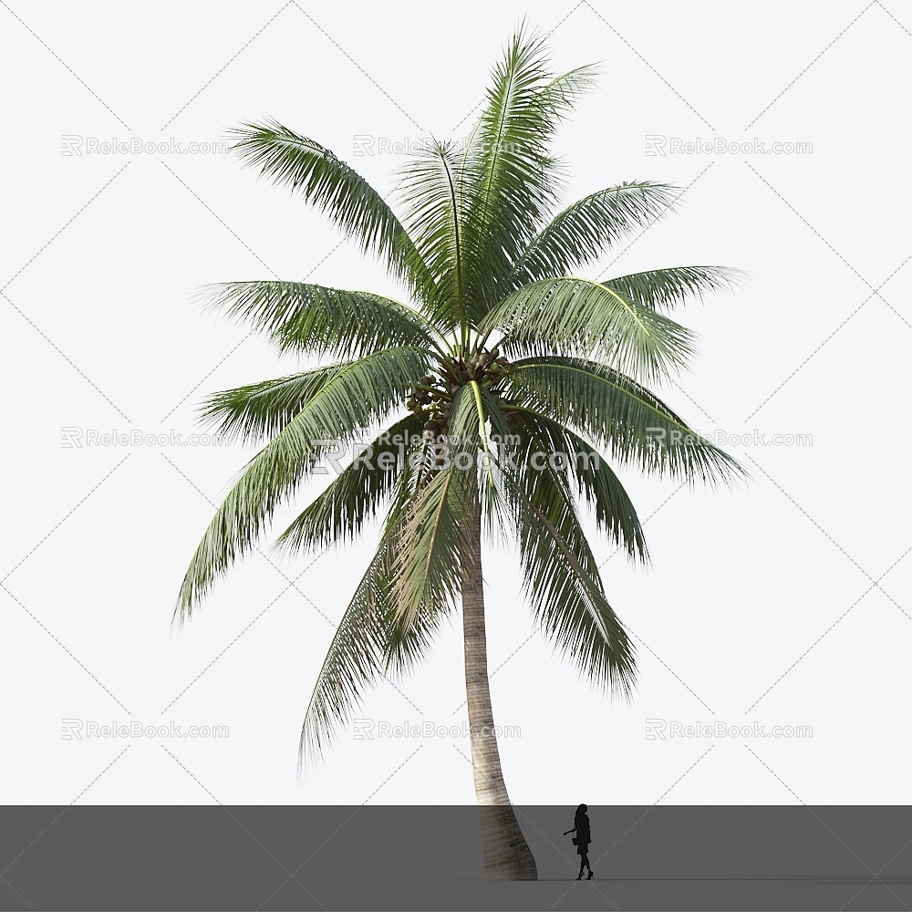 Modern Coconut Tree Palm Tree Landscape Tree 3d model