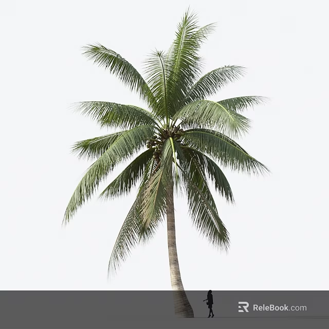 Lush Coconut Tree With Long Green Fronds And Tall Straight Trunk 3d model 