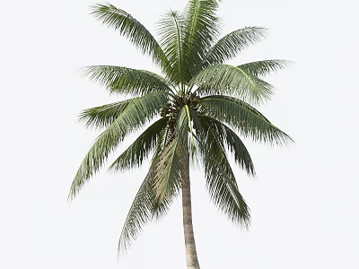 Lush Coconut Tree With Long Green Fronds And Tall Straight Trunk 3d model