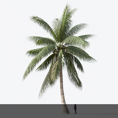 Lush Coconut Tree With Long Green Fronds And Tall Straight Trunk 3d model
