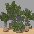 Multiple Green Bonsai Plants In Cork Pots For Indoor Decorative Arrangement