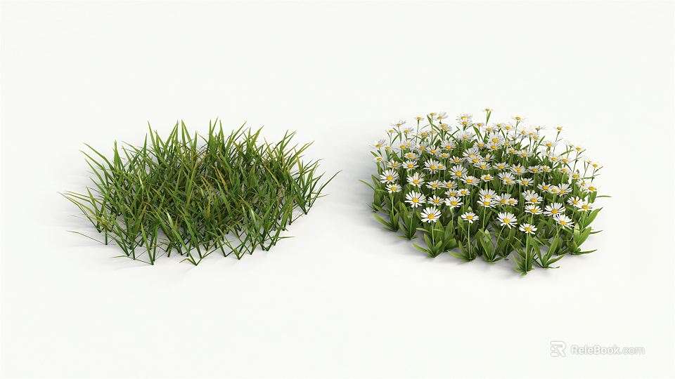 Fresh Green Grass and White Daisies in Natural Clusters on White Background 3d model 