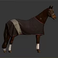 Brown Horse Wearing Dark Colored Blanket With Red Trim And White Leg Wraps