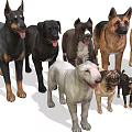 Collection of 14 Different Dog Breeds Including Doberman Labrador and Bulldog
