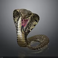 Hooded Cobra With Raised Head And Colorful Scales On Dark Background Reflection