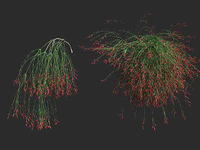Decorative Green Shrubs With Red Hanging Foliage For Garden Landscaping Design 3d model
