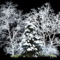 Snow Covered Trees With Frosted Branches In Winter Natural Landscape