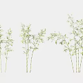 Vibrant Green Bamboo Plants With Lush Leaves And Slender Stems For Home And Garden Decor