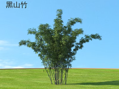 Black Mountain Bamboo With Lush Leaves Growing On Green Grassland Under Blue Sky 3d model