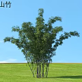 Black Mountain Bamboo With Lush Leaves Growing On Green Grassland Under Blue Sky