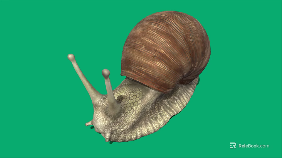 Snail With Brown Spiral Shell On Green Background And Textured Body 3d model 