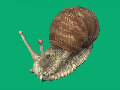 Snail With Brown Spiral Shell On Green Background And Textured Body 3d model