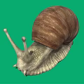 Snail With Brown Spiral Shell On Green Background And Textured Body