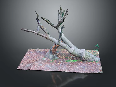 Dry Tree Branches With Fallen Leaves On Ground And Small Green Plants 3d model
