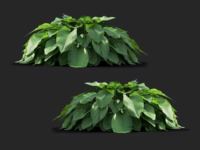 Bushy Green Leafy Plants With Lush Vibrant Foliage And Healthy Growth 3d model