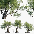 Mature Olive Trees With Lush Green Foliage And Human Figure For Scale