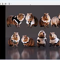 Adorable Reptiles Wearing Different Outfits Posing Together in Studio
